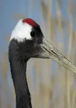 Земля: Один потрясающий день (2017) в хорошем качестве через торрент Земля: Один потрясающий день (2017) фильм в хорошем качестве через торрент