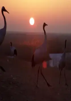 Земля: Один потрясающий день (2017) через торрент скачать Земля: Один потрясающий день (2017) фильм через торрент скачать