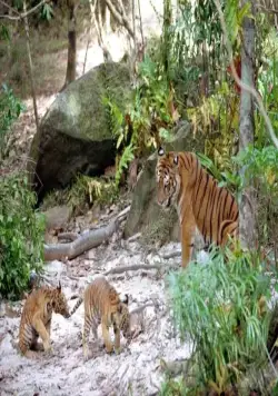 Два брата (2004) через торрент бесплатно Два брата (2004) фильм через торрент бесплатно