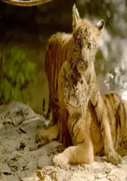 Два брата (2004) в хорошем качестве через торрент Два брата (2004) фильм в хорошем качестве через торрент