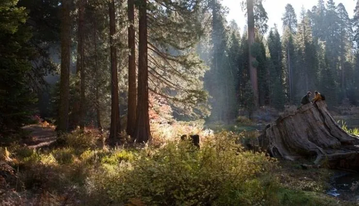 Национальный парк Секвойя (2014) через торрент бесплатно Национальный парк Секвойя (2014) фильм через торрент бесплатно