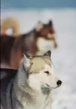 Белый плен (2005) через торрент скачать Белый плен (2005) фильм через торрент скачать