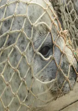 Рожденные свободными (2016) в хорошем качестве через торрент Рожденные свободными (2016) фильм в хорошем качестве через торрент