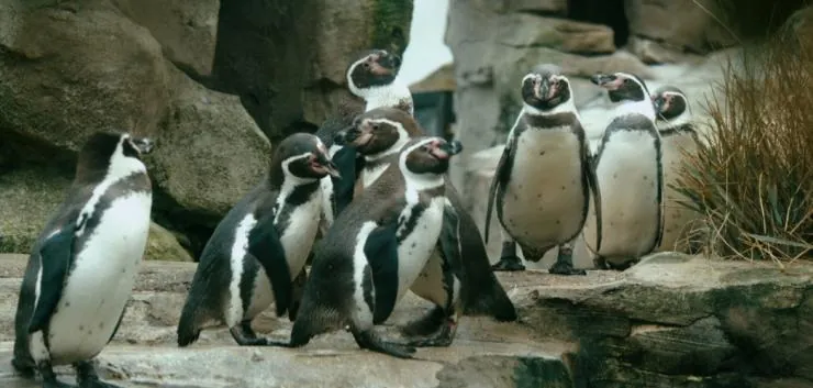 Пингвин нашего времени (2015) через торрент бесплатно Пингвин нашего времени (2015) фильм через торрент бесплатно