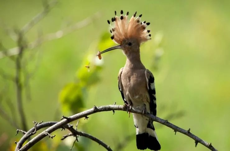 Зелёная планета (2012) через торрент скачать Зелёная планета (2012) фильм через торрент скачать