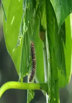 Однажды в лесу (2013) через торрент скачать Однажды в лесу (2013) фильм через торрент скачать