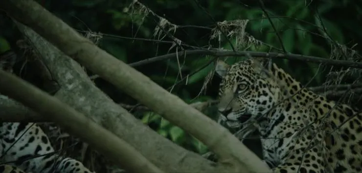 Однажды в лесу (2013) в хорошем качестве через торрент Однажды в лесу (2013) фильм в хорошем качестве через торрент