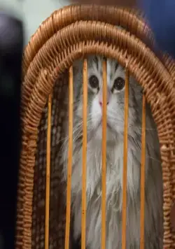 Девять жизней (2016) в хорошем качестве через торрент Девять жизней (2016) фильм в хорошем качестве через торрент