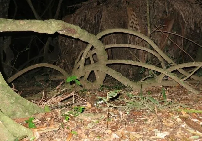 Джунгли (2013) через торрент скачать Джунгли (2013) фильм через торрент скачать