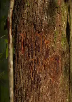 Никто не выжил (2012) через торрент скачать Никто не выжил (2012) фильм через торрент скачать