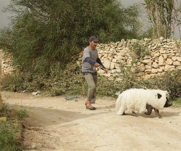 Перелетные свиньи (2011) в хорошем качестве через торрент Перелетные свиньи (2011) фильм в хорошем качестве через торрент