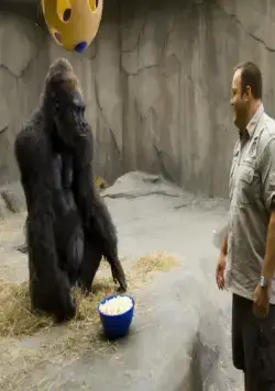 Мой парень из зоопарка (2011) через торрент бесплатно Мой парень из зоопарка (2011) фильм через торрент бесплатно