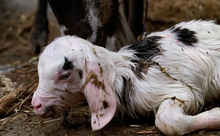 Четырежды (2010) через торрент бесплатно Четырежды (2010) фильм через торрент бесплатно