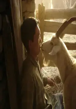 Тюльпан (2008) через торрент скачать Тюльпан (2008) фильм через торрент скачать