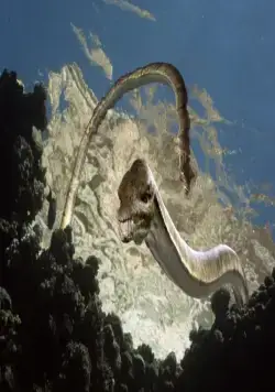 Морские динозавры 3D: Путешествие в доисторический мир (2010) через торрент скачать Морские динозавры 3D: Путешествие в доисторический мир (2010) фильм через торрент скачать