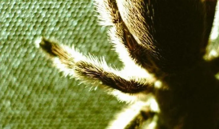 Коллекционер (2009) в хорошем качестве через торрент Коллекционер (2009) фильм в хорошем качестве через торрент