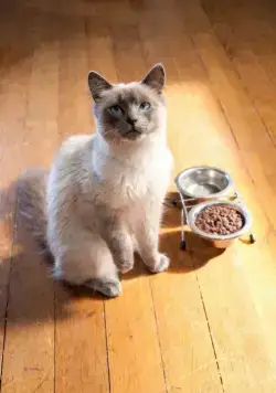 Мармадюк (2010) через торрент скачать Мармадюк (2010) фильм через торрент скачать