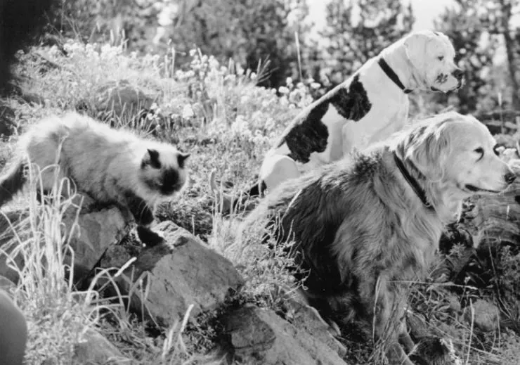 Дорога домой: Невероятное путешествие (1993) в хорошем качестве через торрент Дорога домой: Невероятное путешествие (1993) фильм в хорошем качестве через торрент