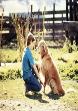 Дорога домой: Невероятное путешествие (1993) через торрент скачать Дорога домой: Невероятное путешествие (1993) фильм через торрент скачать