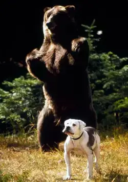 Дорога домой: Невероятное путешествие (1993) через торрент бесплатно Дорога домой: Невероятное путешествие (1993) фильм через торрент бесплатно