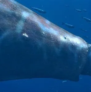 Чудища морей 3D: Доисторическое приключение (2007) через торрент бесплатно Чудища морей 3D: Доисторическое приключение (2007) мультфильм через торрент бесплатно