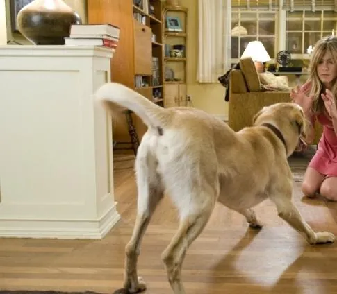 Марли и я (2008) в хорошем качестве через торрент Марли и я (2008) фильм в хорошем качестве через торрент