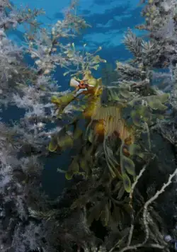 На глубине морской 3D (2009) в хорошем качестве через торрент На глубине морской 3D (2009) фильм в хорошем качестве через торрент