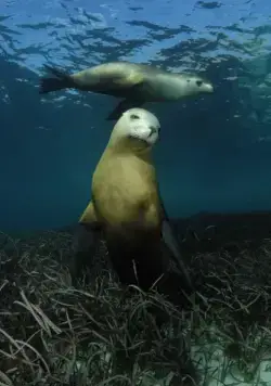 На глубине морской 3D (2009) через торрент бесплатно На глубине морской 3D (2009) фильм через торрент бесплатно