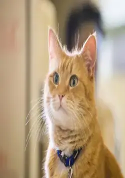 Уличный кот по кличке Боб (2016) в хорошем качестве через торрент Уличный кот по кличке Боб (2016) фильм в хорошем качестве через торрент