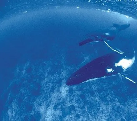 Дельфины и киты 3D (2008) через торрент бесплатно Дельфины и киты 3D (2008) фильм через торрент бесплатно