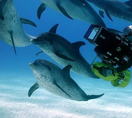 Дельфины и киты 3D (2008) в хорошем качестве через торрент Дельфины и киты 3D (2008) фильм в хорошем качестве через торрент