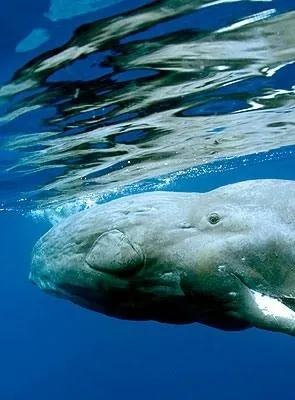 Дельфины и киты 3D (2008) через торрент скачать Дельфины и киты 3D (2008) фильм через торрент скачать