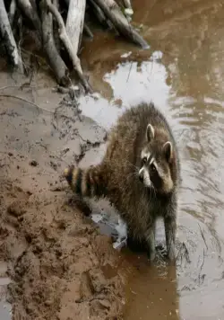 Приключения бобрёнка (2007) через торрент бесплатно Приключения бобрёнка (2007) фильм через торрент бесплатно