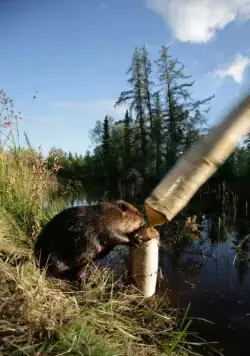 Приключения бобрёнка (2007) через торрент скачать Приключения бобрёнка (2007) фильм через торрент скачать