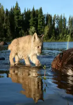 Приключения бобрёнка (2007) в хорошем качестве через торрент Приключения бобрёнка (2007) фильм в хорошем качестве через торрент