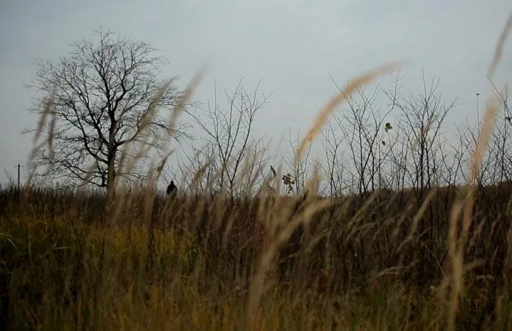 Хорло (2015) через торрент скачать Хорло (2015) фильм через торрент скачать