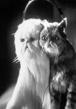 Кошки против собак (2001) через торрент бесплатно Кошки против собак (2001) фильм через торрент бесплатно