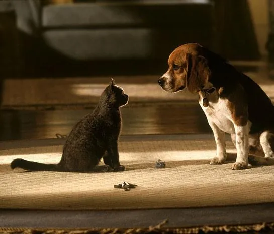 Кошки против собак (2001) через торрент скачать Кошки против собак (2001) фильм через торрент скачать