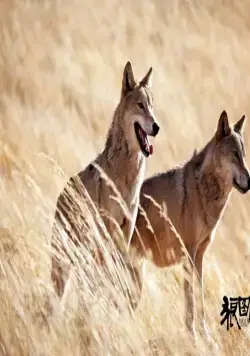 Тотем волка (2015) через торрент бесплатно Тотем волка (2015) фильм через торрент бесплатно