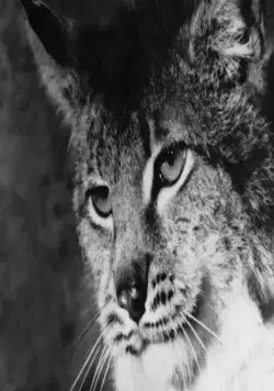 Тропой бескорыстной любви (1971) через торрент скачать Тропой бескорыстной любви (1971) фильм через торрент скачать