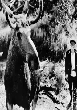 Тропой бескорыстной любви (1971) через торрент бесплатно Тропой бескорыстной любви (1971) фильм через торрент бесплатно