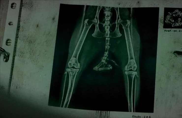 Хвост (2012) через торрент бесплатно Хвост (2012) фильм через торрент бесплатно