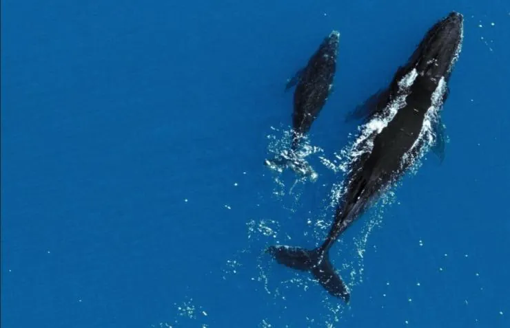 Земля (2007) через торрент скачать Земля (2007) фильм через торрент скачать