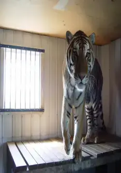 Мизинец Будды (2014) в хорошем качестве через торрент Мизинец Будды (2014) фильм в хорошем качестве через торрент