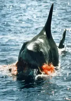 Челюсти (1975) в хорошем качестве через торрент Челюсти (1975) фильм в хорошем качестве через торрент