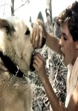 Белая собака (1982) через торрент бесплатно Белая собака (1982) фильм через торрент бесплатно