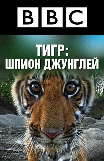 BBC: Тигр — Шпион джунглей / Tiger: Spy in the Jungle (2008) cериал скачать через торрент в хорошем качестве