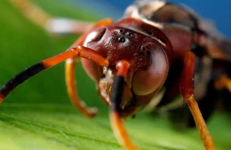 Микромонстры 3D с Дэвидом Аттенборо (2013) через торрент бесплатно Микромонстры 3D с Дэвидом Аттенборо (2013) сериал через торрент бесплатно