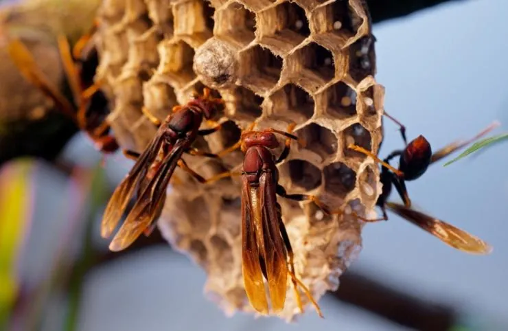 Микромонстры 3D с Дэвидом Аттенборо (2013) в хорошем качестве через торрент Микромонстры 3D с Дэвидом Аттенборо (2013) сериал в хорошем качестве через торрент