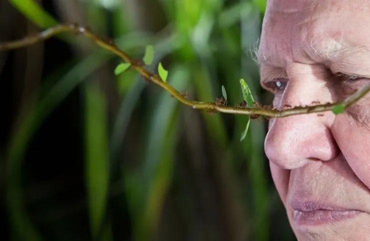 Микромонстры 3D с Дэвидом Аттенборо (2013) через торрент скачать Микромонстры 3D с Дэвидом Аттенборо (2013) сериал через торрент скачать